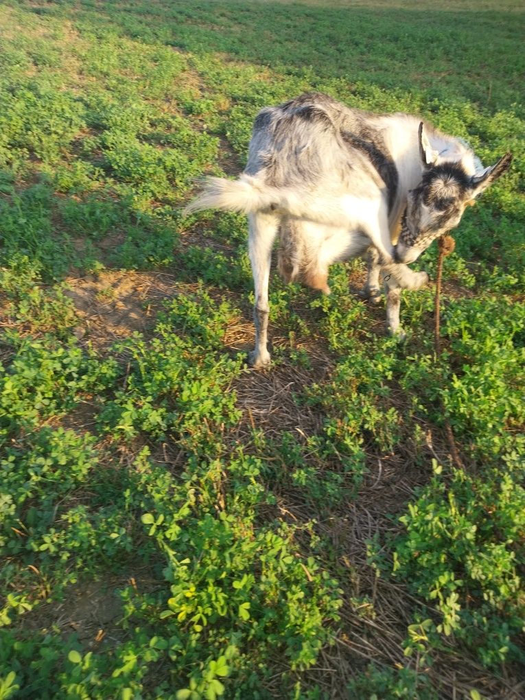 Capră buna de lapte de vanzare