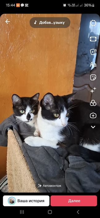 Отдам бесплатно котятата привиты ходят на лоток стерилизованы.чистые