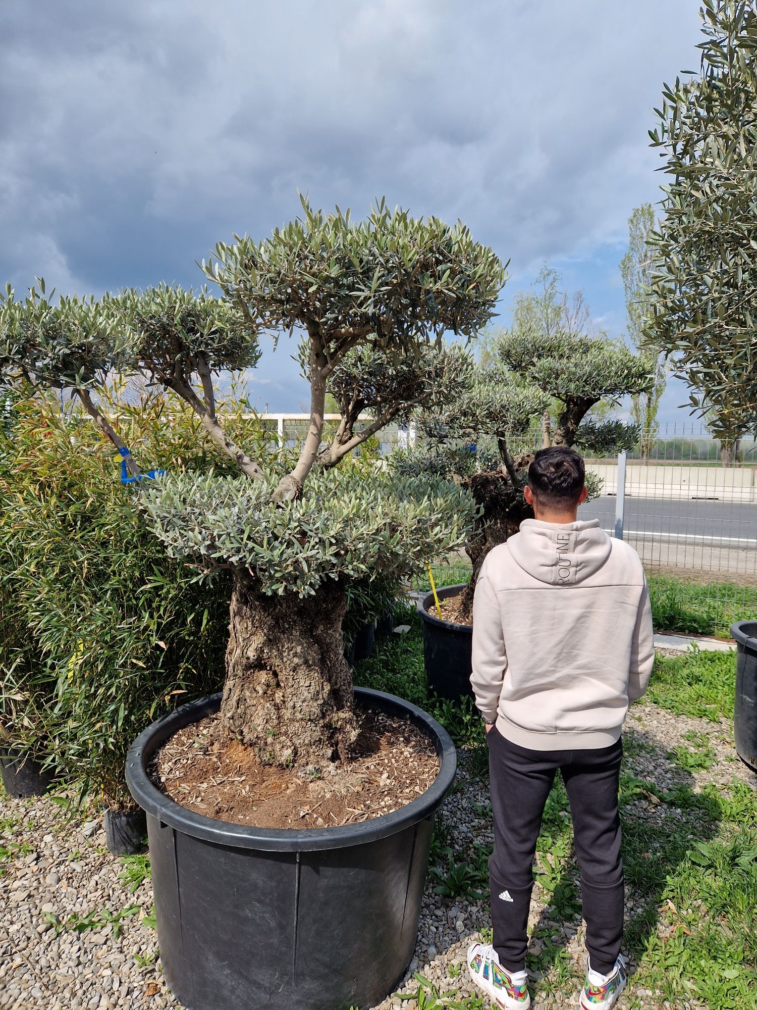 Bonsai Maslin ( olea europaea ) vand maslini , plante exotice