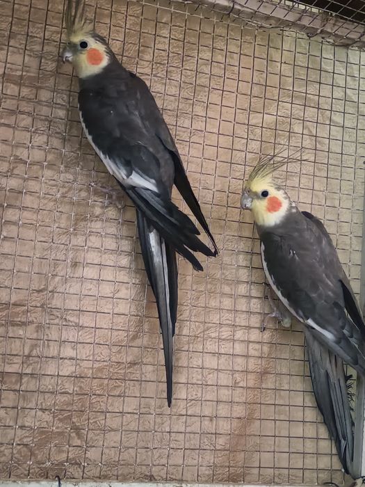 Продается попугай кареллы 10 000 тг