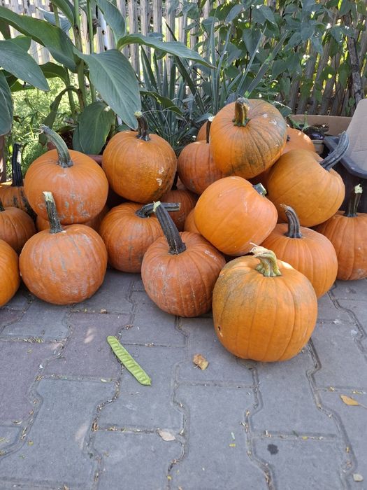 Dovleac halloween