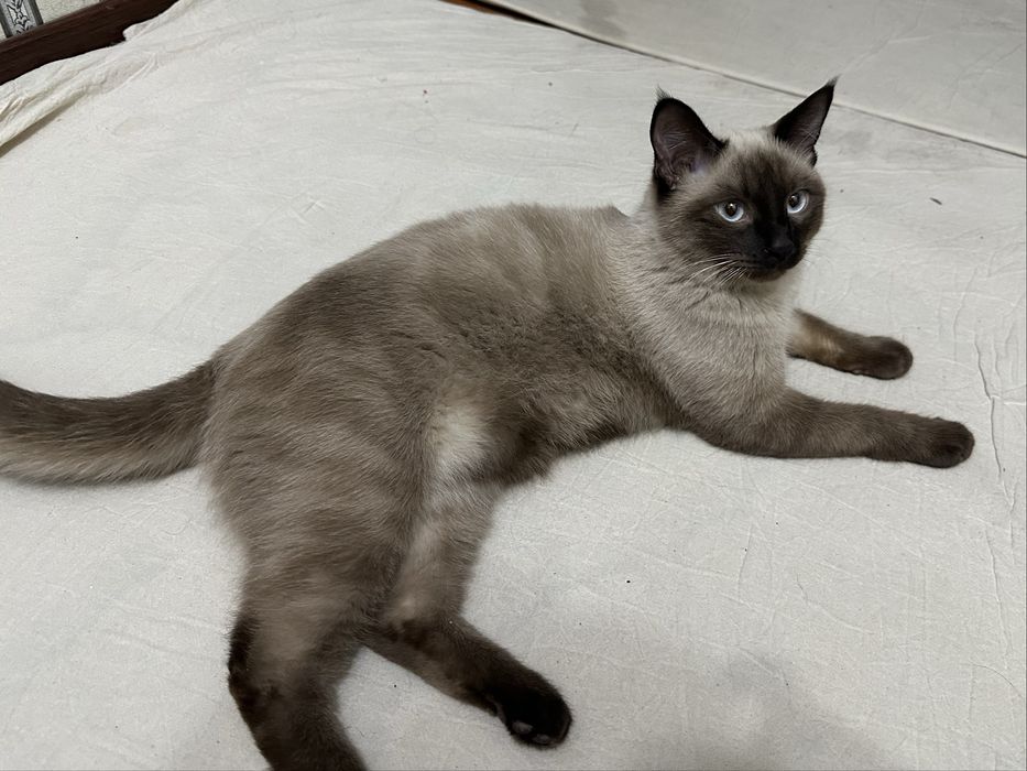 Siamskiy mushuk sotiladi