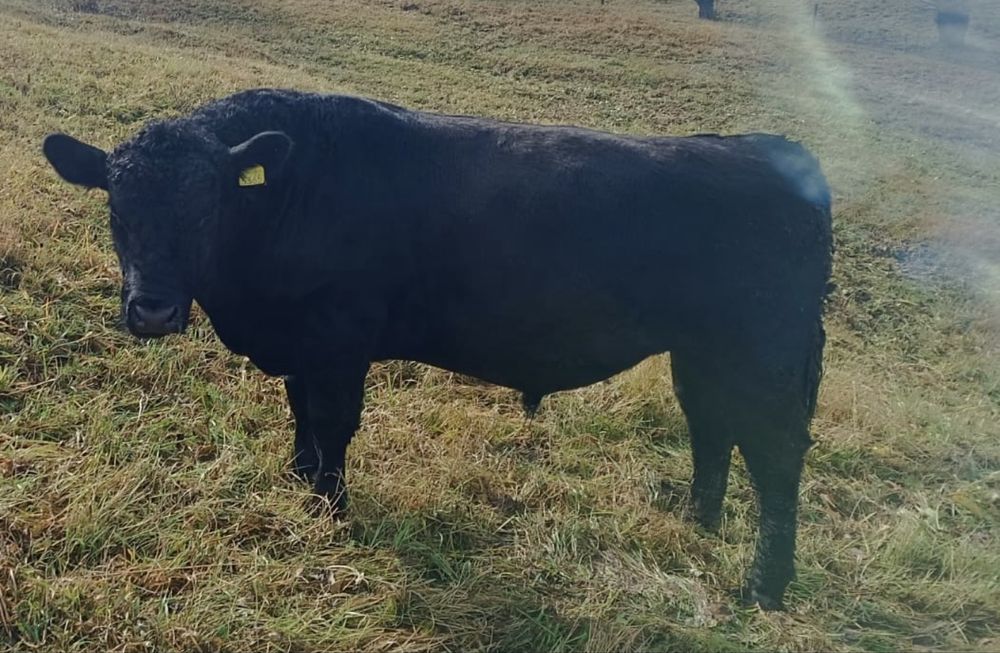 Taur Angus pentru reproducere 19 luni