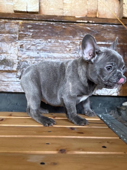 Femela bulldog francez blue