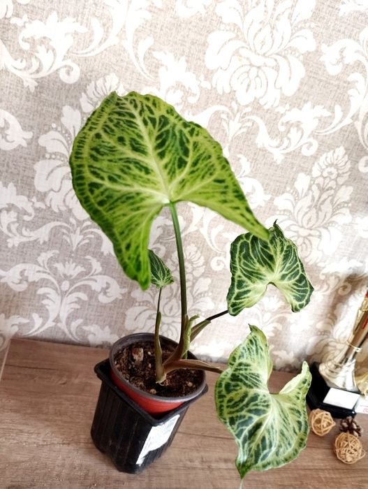 Сингониум сорт Батик