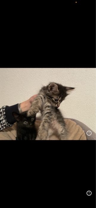 ofer spre adoptie 3 motanii