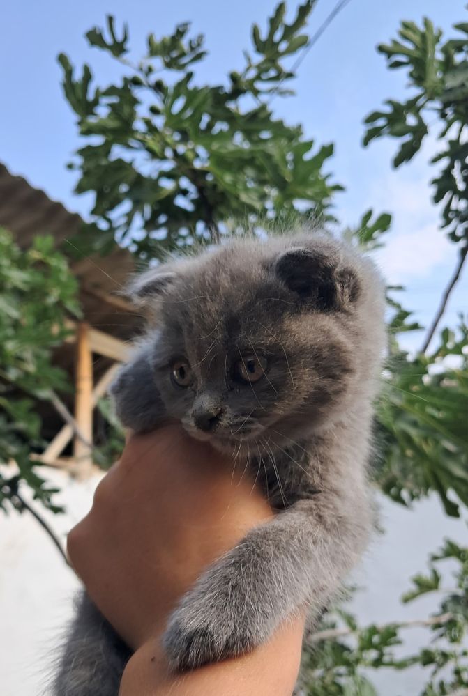 Shatlan mushukgi