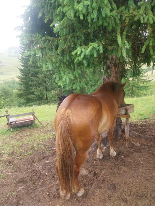 Schimb iapa cu animale