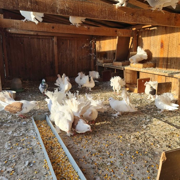 Vand porumbei voiajori si curcanasi