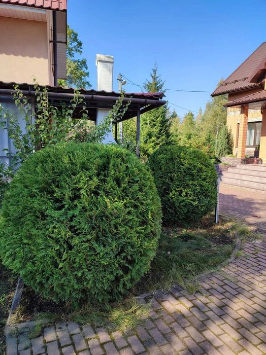 Обрезка деревьев. Формировка туи, ели. Стрижка живой изгороди.