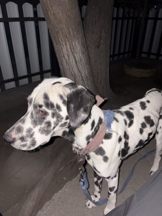 Продам собаку Долматинца