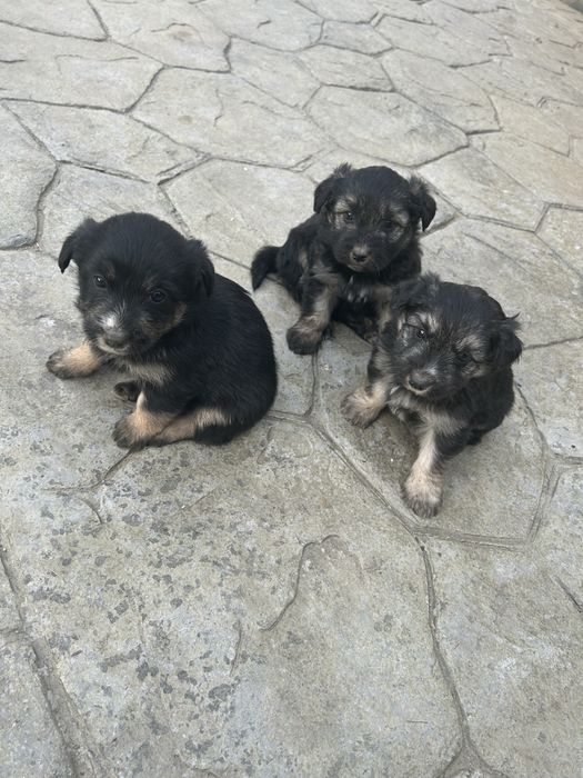 Donez 3 cățelușe adorabile