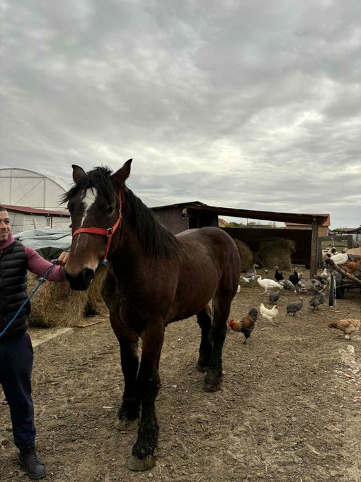 Vând sau schimb cal