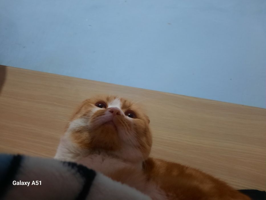 1.5 yosh mushuk yaxshi mushuk