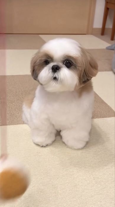 Catel Shihtzu Mini Toy Pedigree