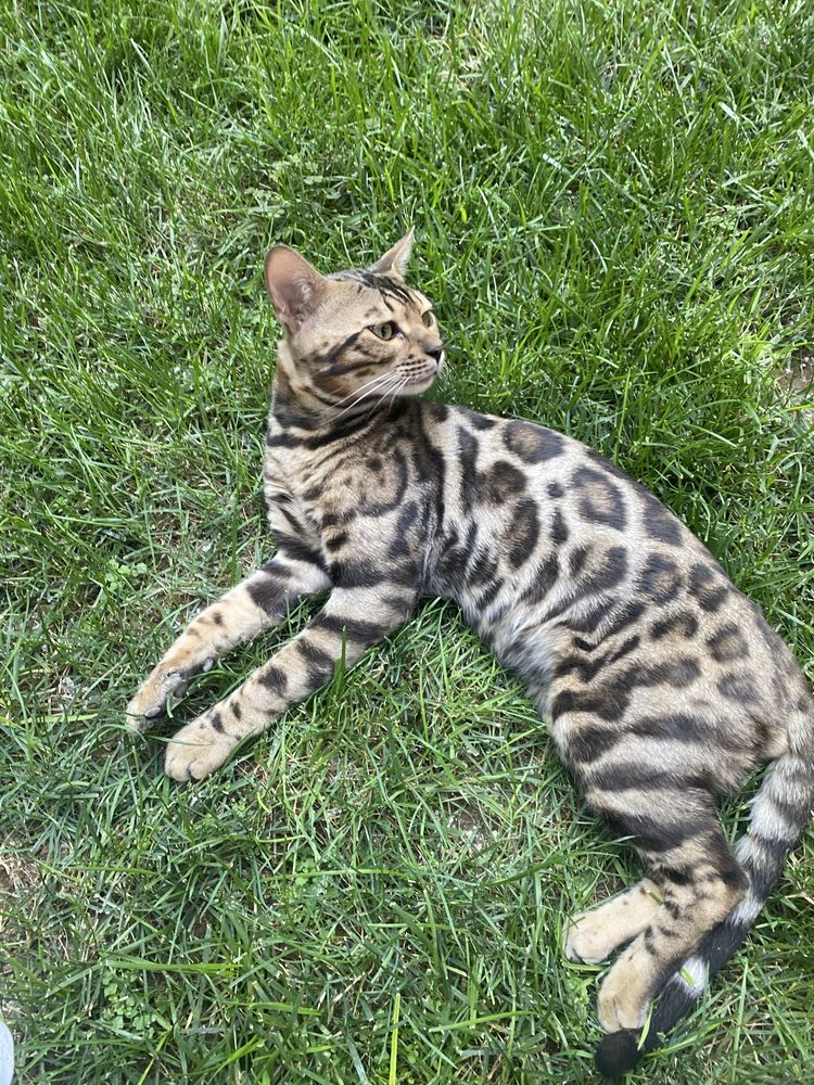 Бенгальский кот для вязки