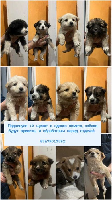 Подкинули щенков. Ищем дом!