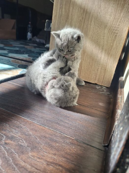 Pisicuta brittish shorthaor blue