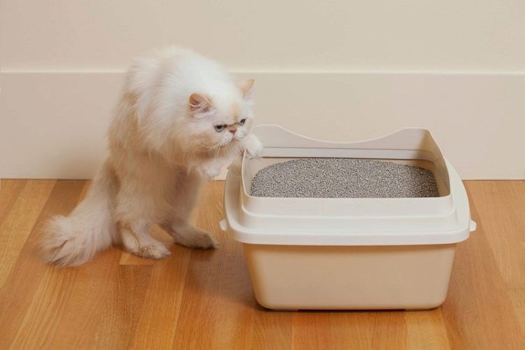 24/7 Комкующий наполнитель для кошек и котят с доставкой