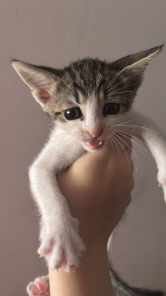Adoptie responsabila Constanta
