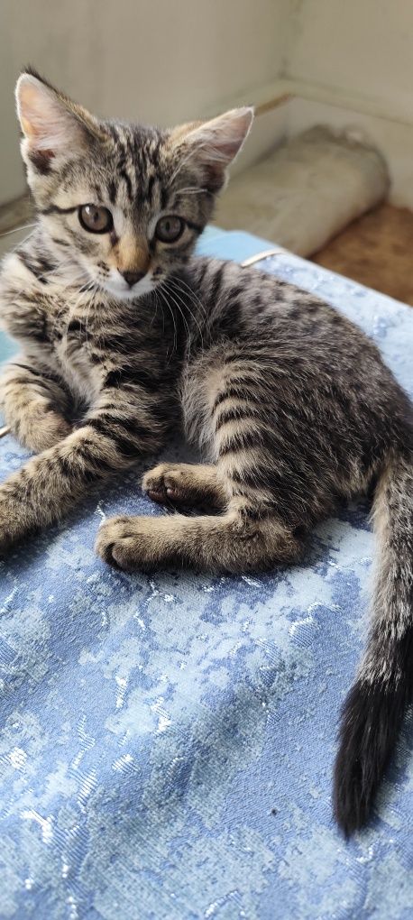 Милый котёнок ищет дом