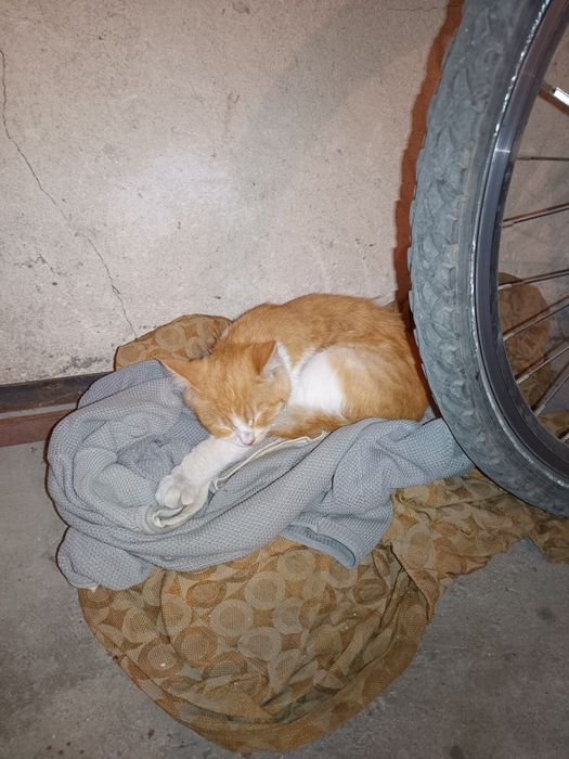 Коте на няколко месеца