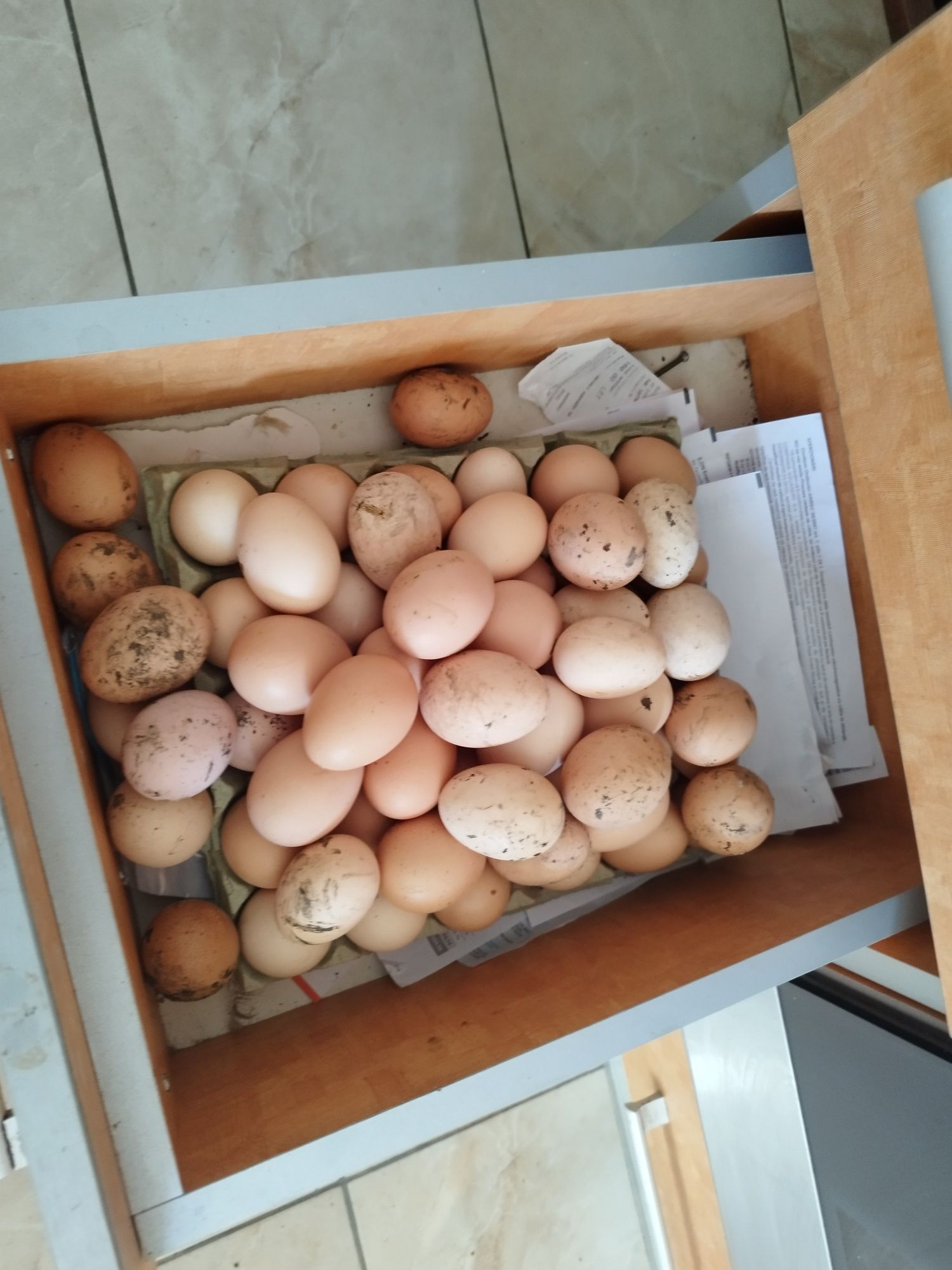 Vănd ouă de găini spaniole rasă de găini brahma