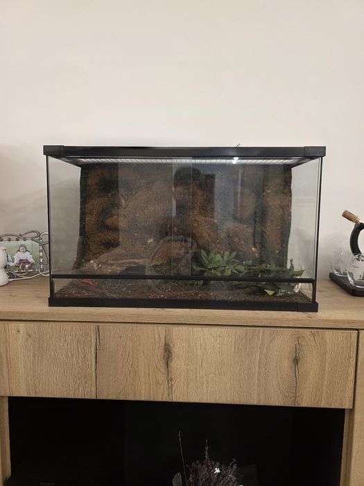 Terariu  pentru reptile