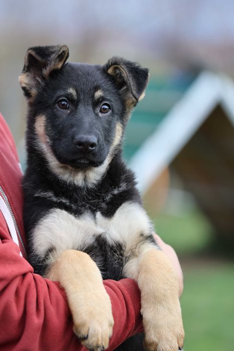 Ciobanesc German bicolor linie clasica de lucru cu pedigree canisa