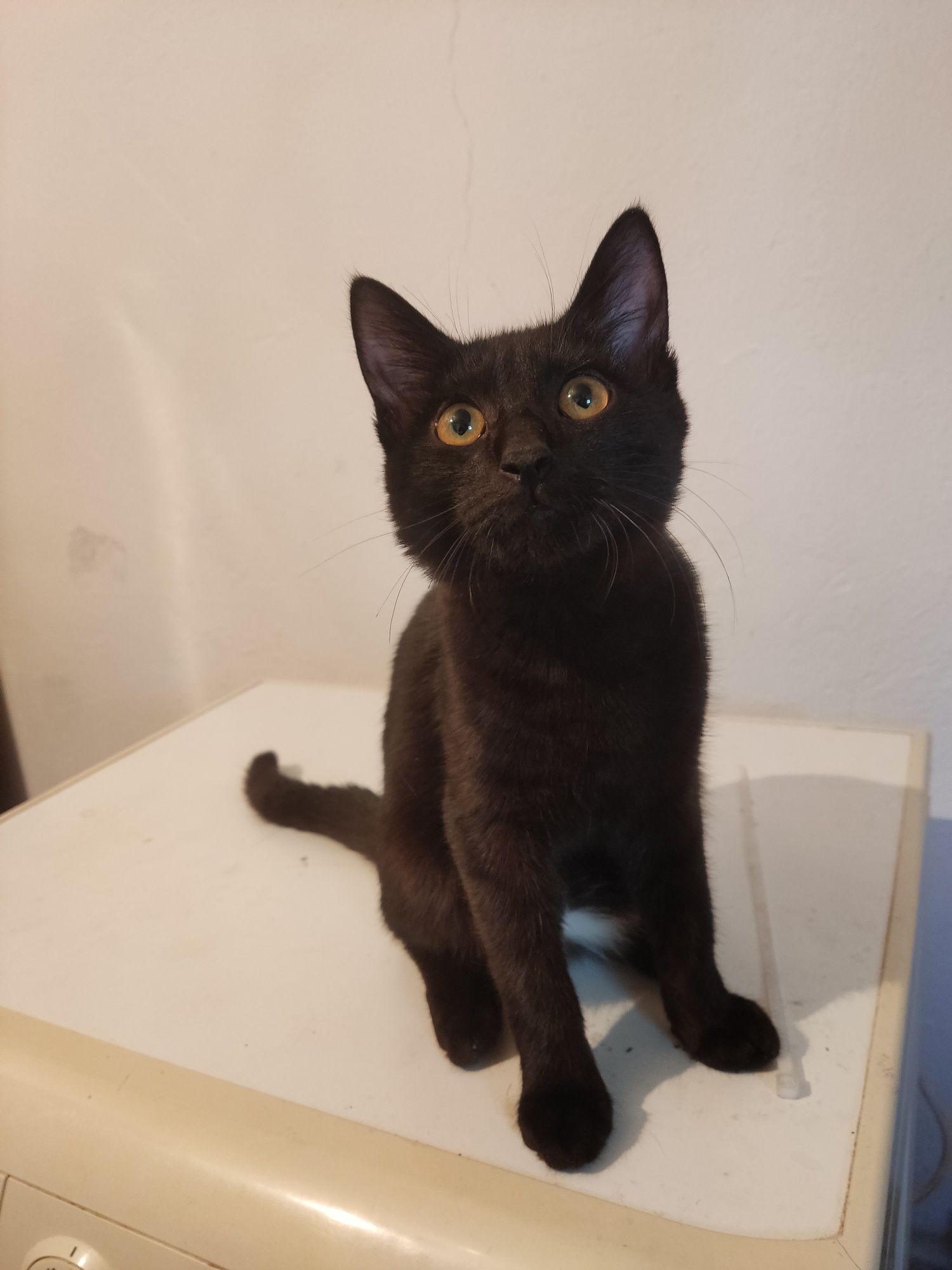 Котенок в добрые руки