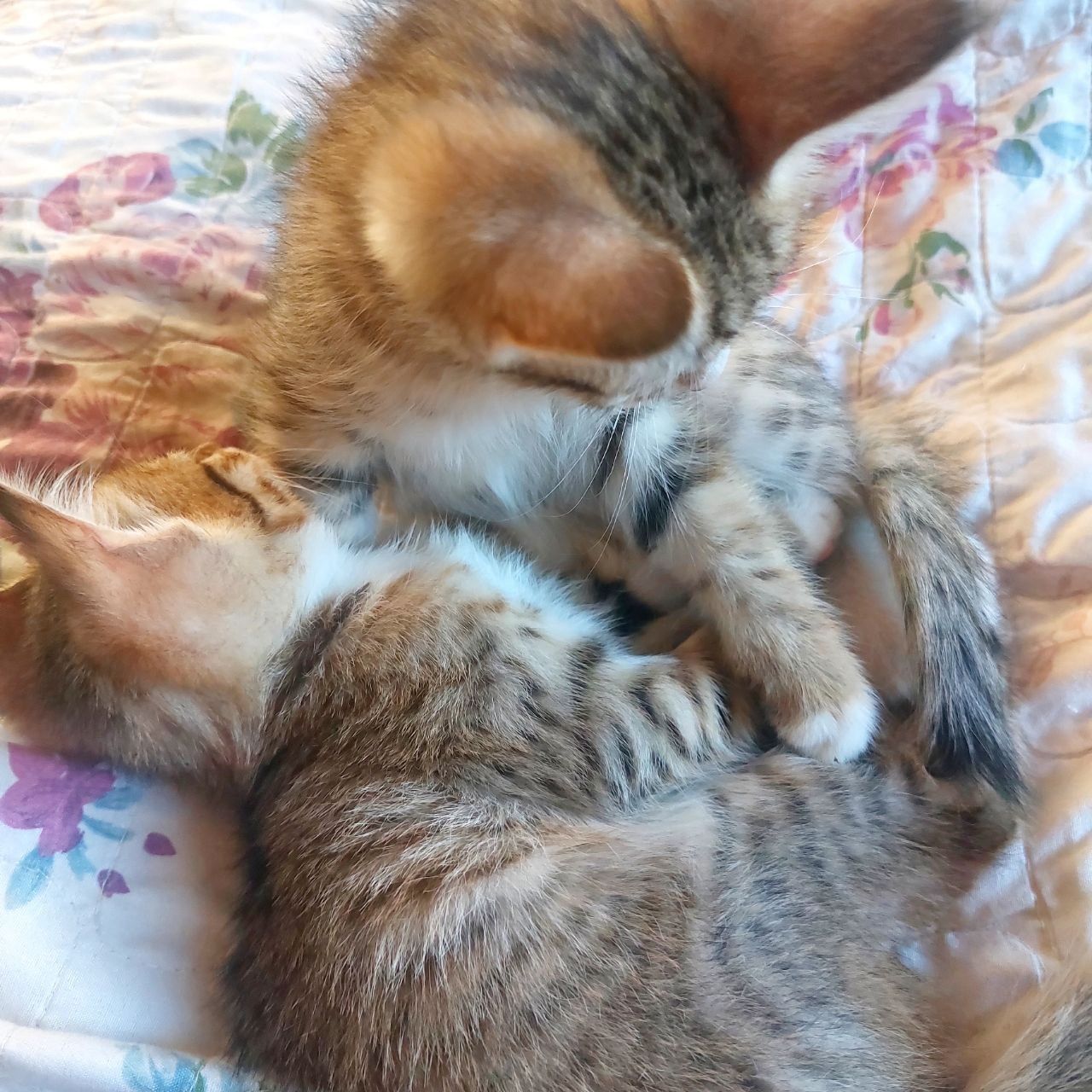 Котята мушукчалар