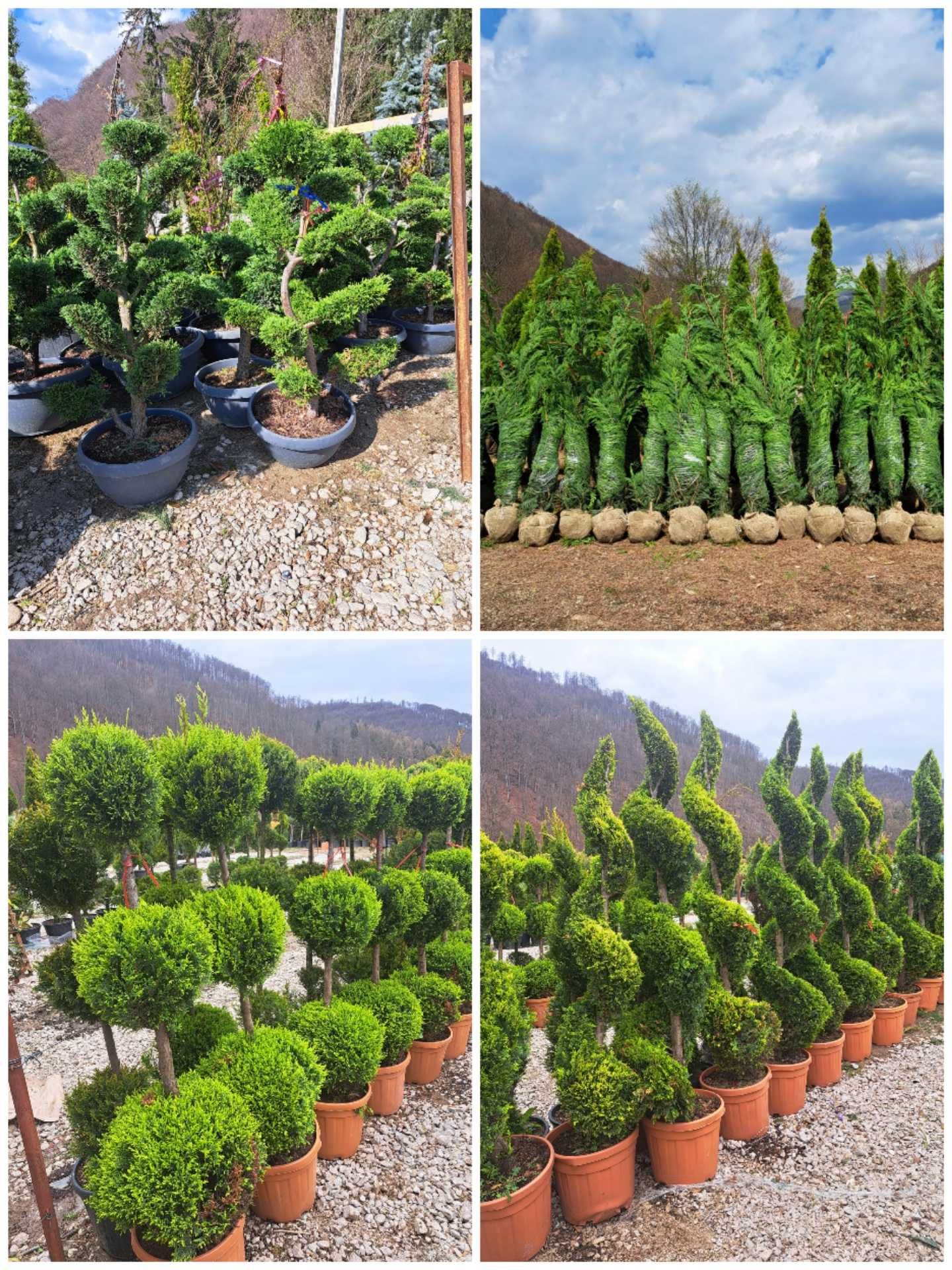 Buxus, pin, leylandi, spirală, pon pon, mesteacăn, tei