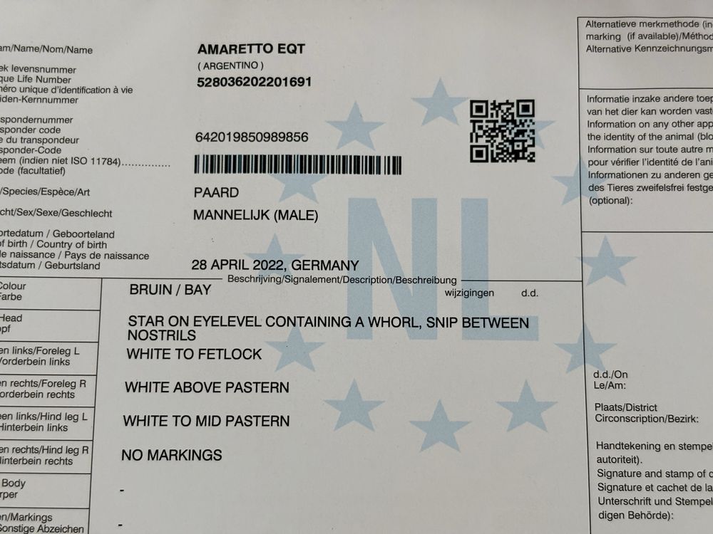Armasar de 3 ani cu pedigree de sarituri
