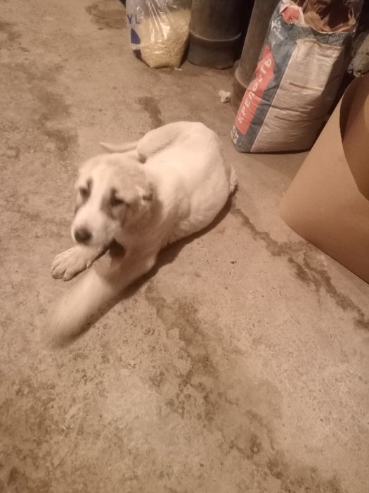 Алабай сабака срочно