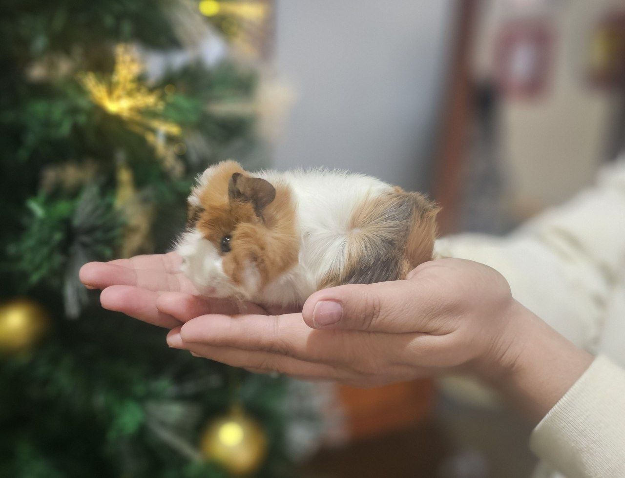 Морская свинка мольчик
