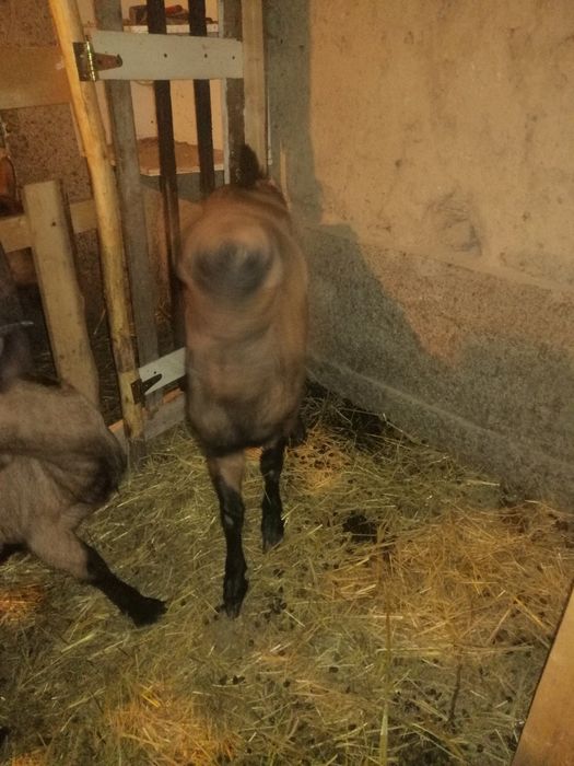 Vând capre alpine franceze