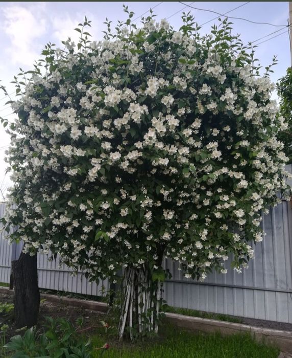 Жасмин (чубушник) саженцы