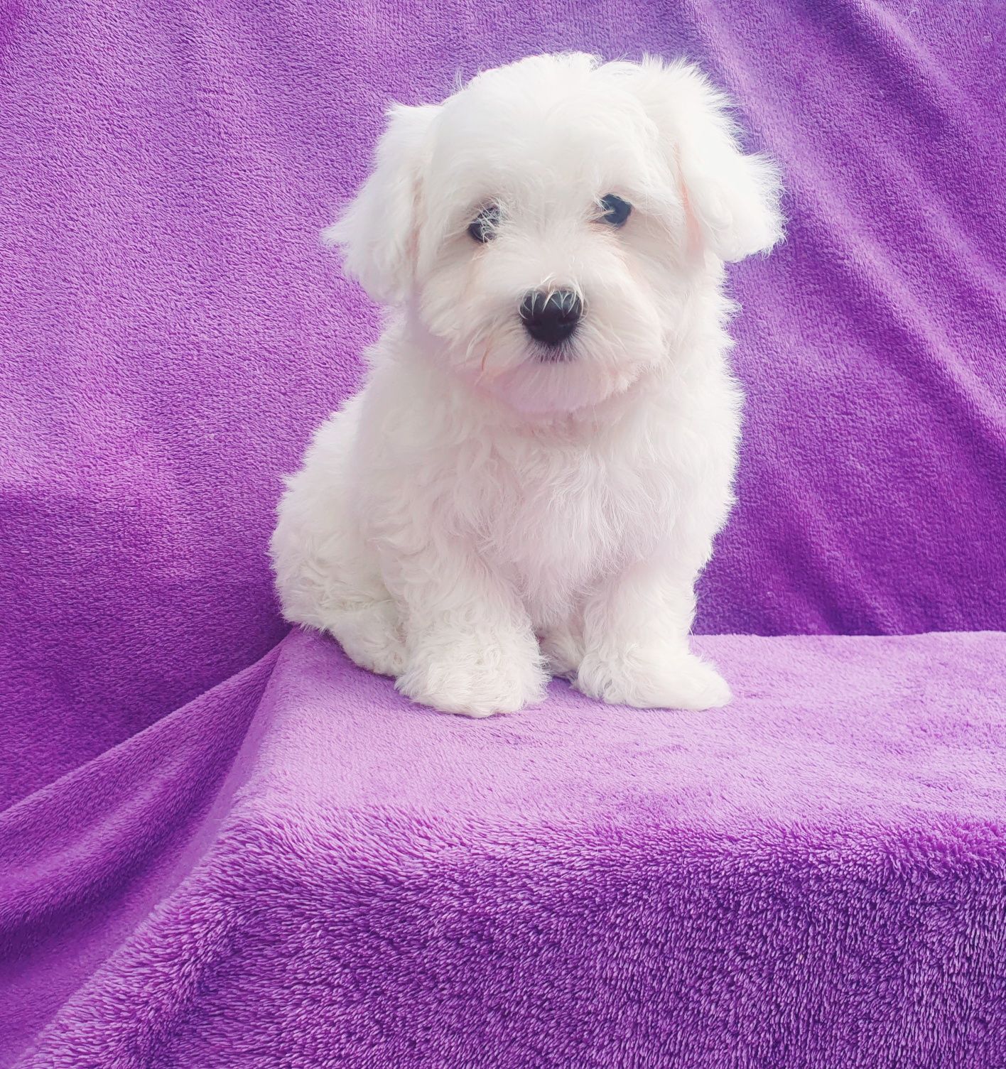 Bichon Maltez Rasa Pură