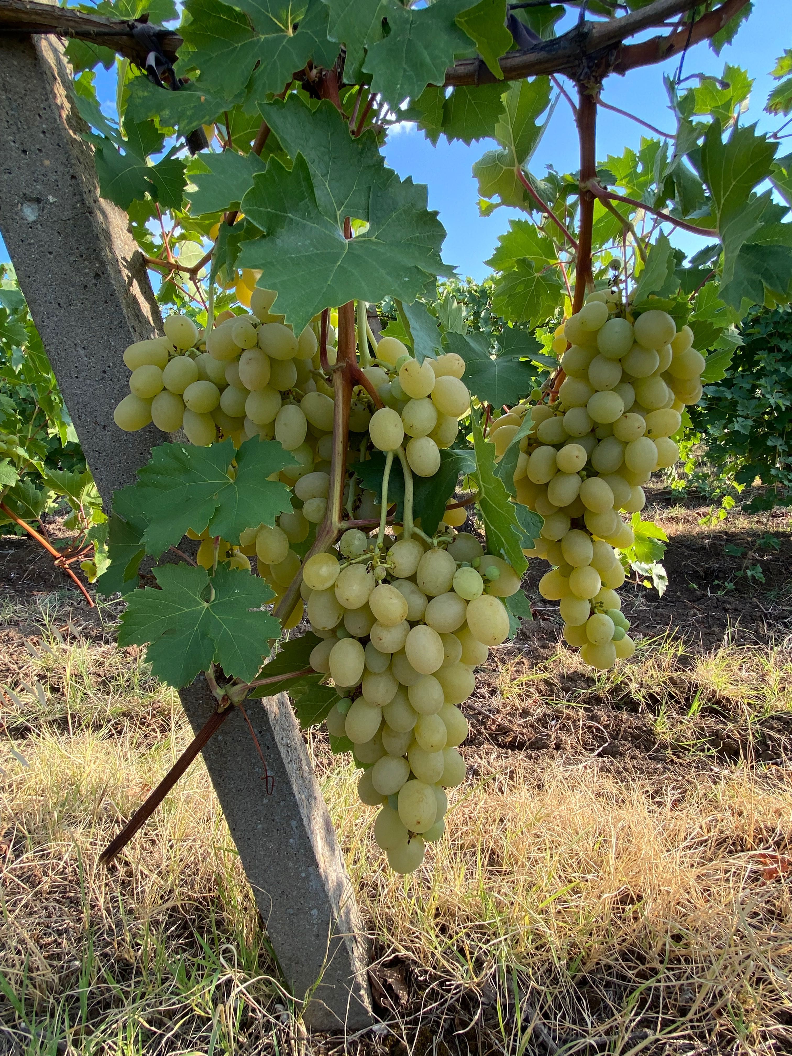 Продавам грозде Мерло,Памид и Брестовица