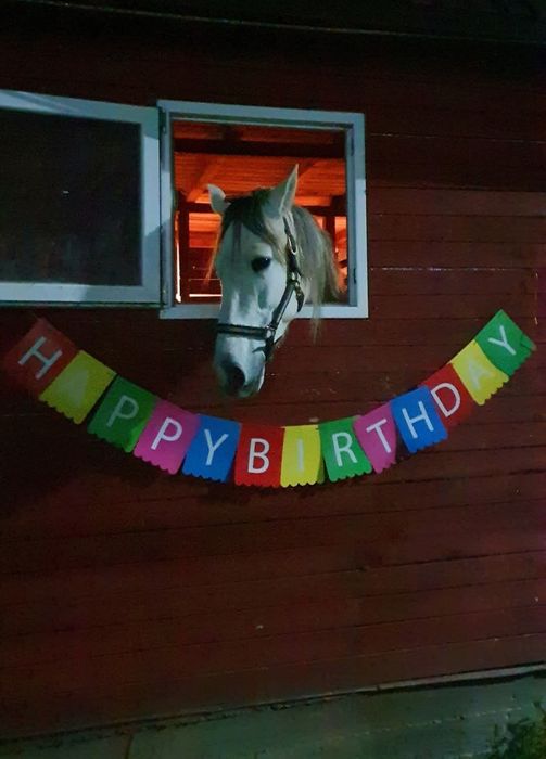 Pensiune cai langa Bucuresti