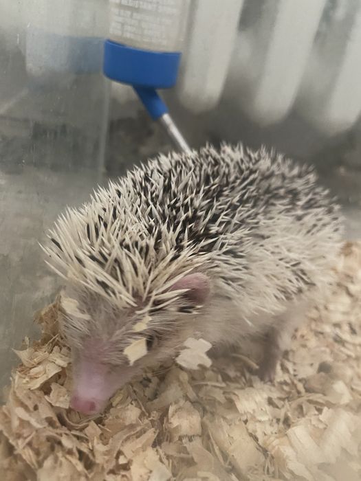 Vand arici african foarte prietenos