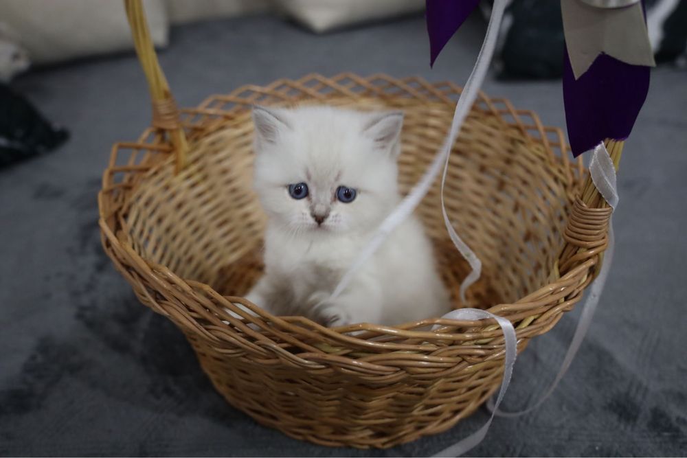 Ragdoll puiut mascul
