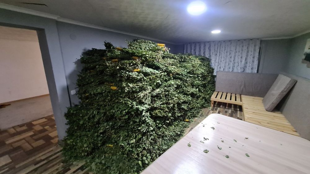 Березовые веники 1500шт по 800