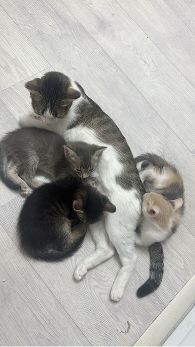 Отдам котят в хорошие руки