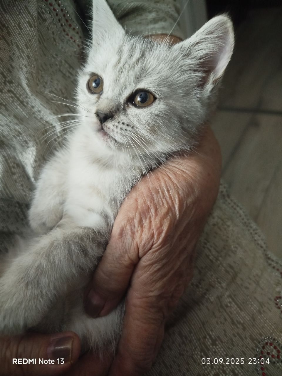 Продаются котята , правильной вязки . Шотландская вислоухая