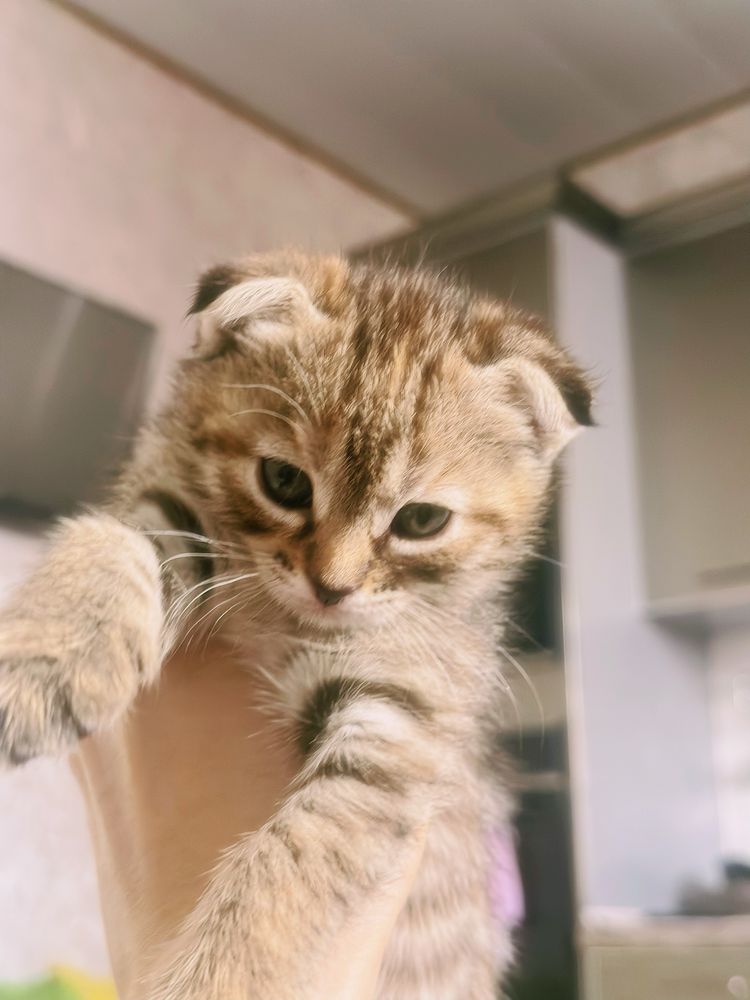 Scottish fold mushuk