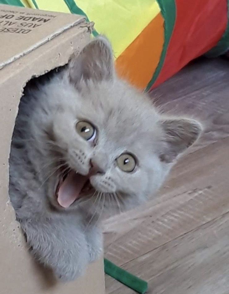 Британски  котета