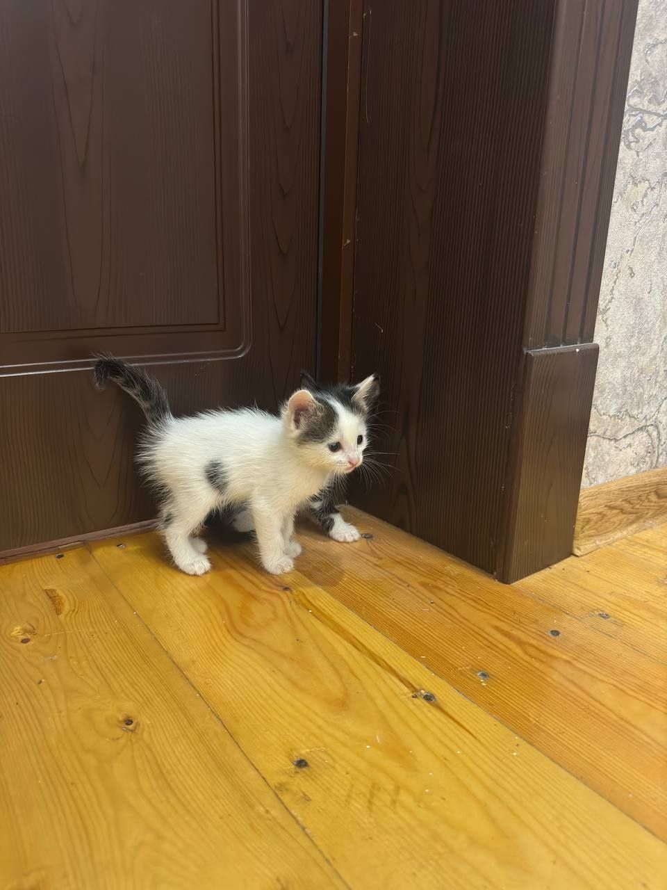 Кошка 5 дона домашний