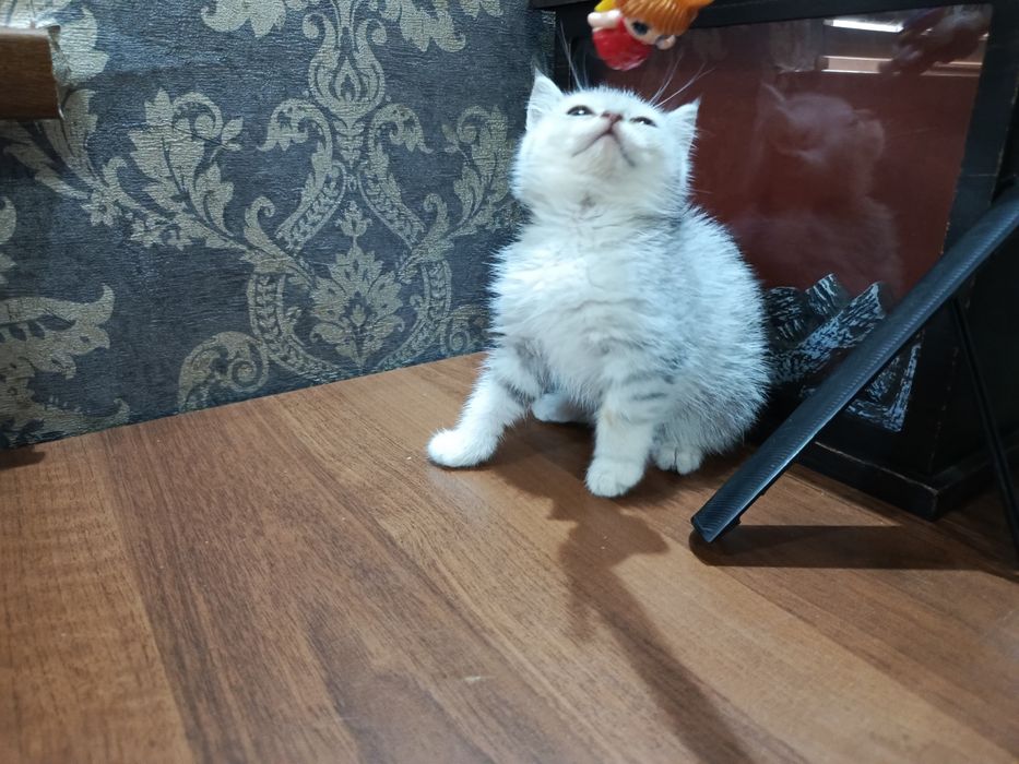 серебристый шиншеллa