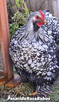 Cochinchina Silver laced 3+1